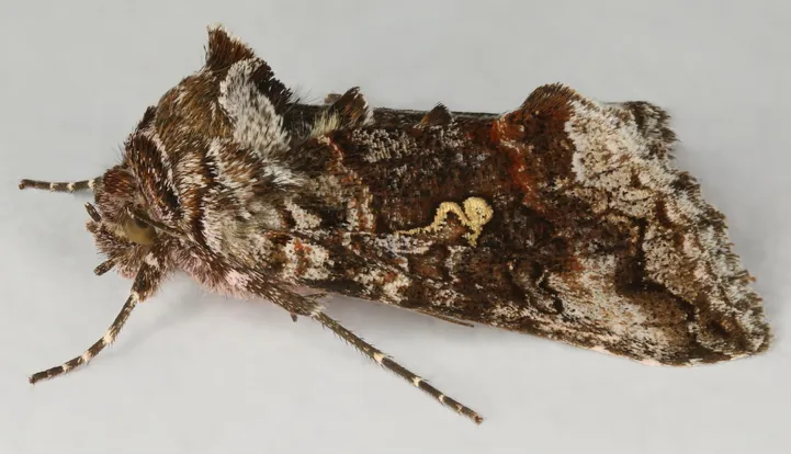 Schijn-gamma-uil