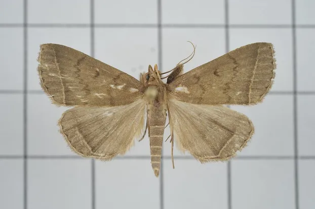 Simplicia simplicissima