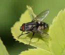 Stomorhina lunata