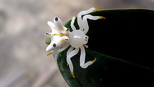 spider Seven-spined crab spider (Epicadus heterogaster) - Picture Insect