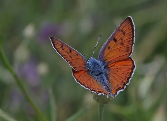 Purple-shot copper