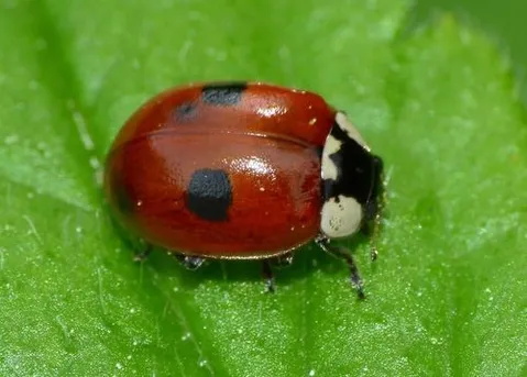 フタモンテントウ (Adalia bipunctata) - Picture Insect