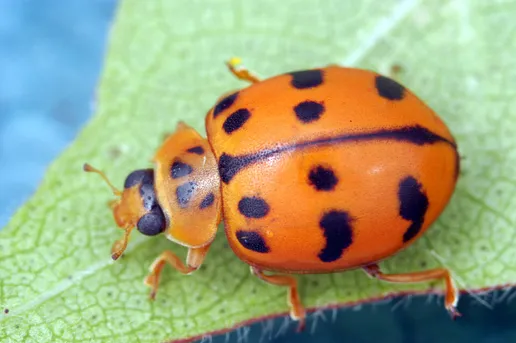 ヤホシテントウ (Harmonia octomaculata) - Picture Insect