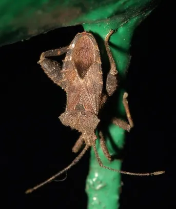 ミナミホオズキカメムシ (Acanthocoris scaber) - Picture Insect