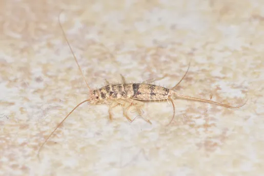 服 を コレクション 食べる 虫 シミ