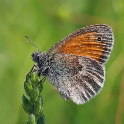Coenonympha pamphilus