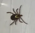 Gulf coast tick