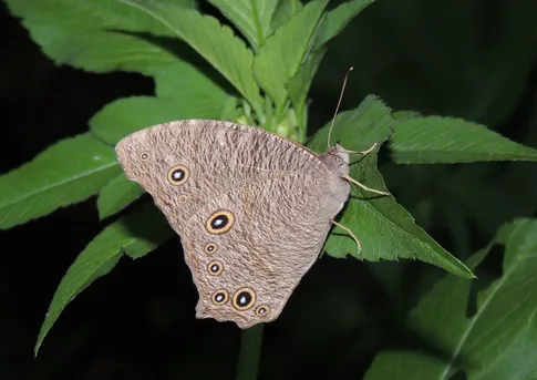 ウスイロコノマチョウ （薄色木間蝶） (Melanitis leda) - Picture Insect