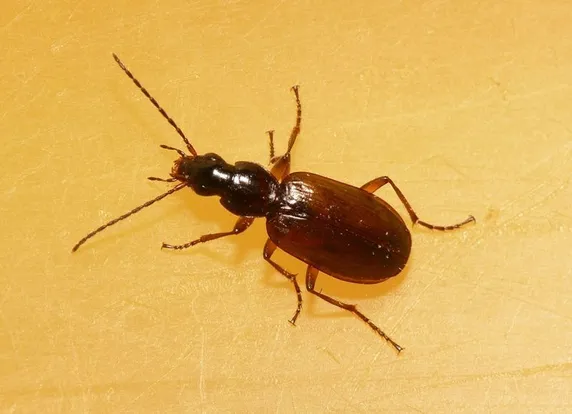 Thorey's ground beetle