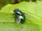 Mosca verde