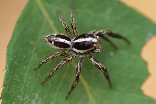 チャスジハエトリ（茶筋蠅取） (Plexippus paykulli) - Picture Insect