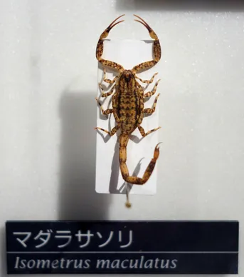 マダラサソリ (Isometrus maculatus) - Picture Insect