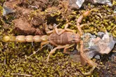 Iberian scorpion