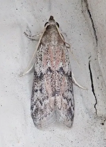 American wax moth