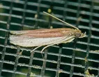 Tampa dimediatella