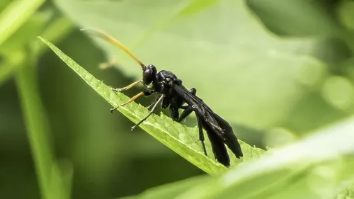 Bent-shielded besieger wasp