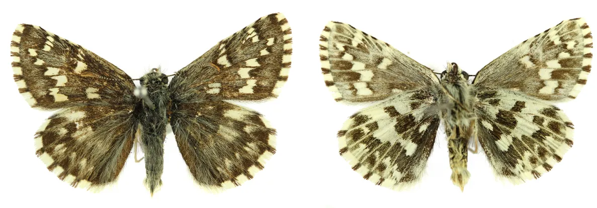 Northern grizzled skipper