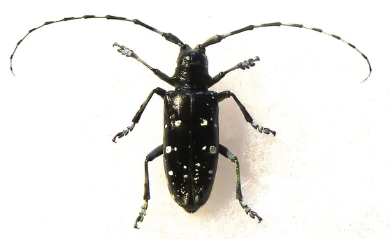 ツヤハダゴマダラカミキリ (Anoplophora glabripennis) - Picture Insect