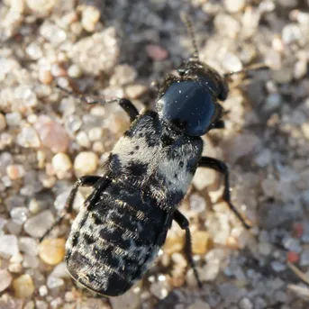 オオハネカクシ （大隠翅虫） (Creophilus maxillosus) - Picture Insect