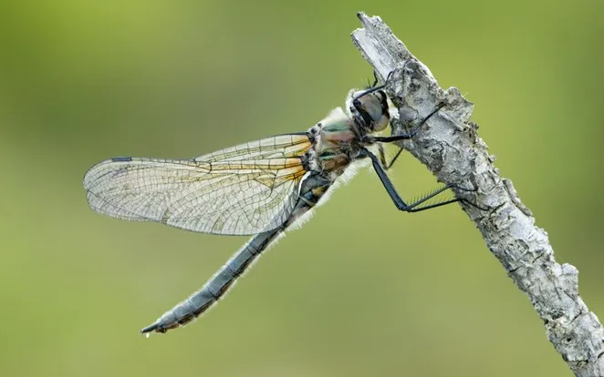 American emerald