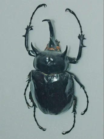 マルスゾウカブト (Megasoma mars) - Picture Insect マルスゾウカブト (Megasoma mars) - Picture Insect