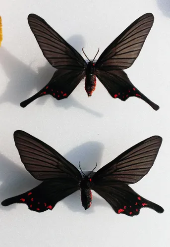 オナガアゲハモドキ (Epicopeia mencia) - Picture Insect