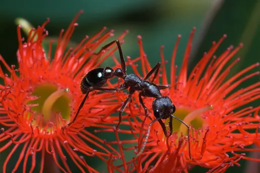 Myrmecia forficata (Myrmecia forficata) - Picture Insect