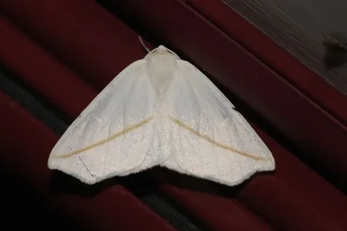 White slant-line