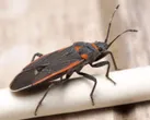 Black-and-red seed bug