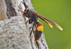 ツマグロスズメバチ（端黒雀蜂） (Vespa affinis) - Picture Insect