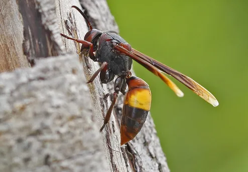 ツマグロスズメバチ（端黒雀蜂） (Vespa affinis) - Picture Insect