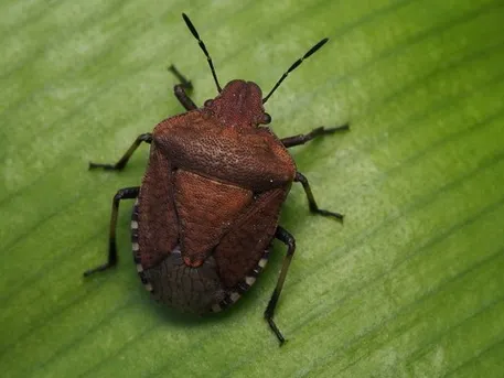 Brown shield bug (Dictyotus caenosus) - Picture Insect