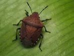 Brown shield bug