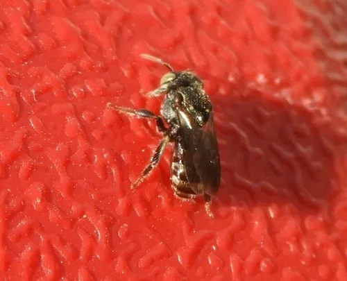 Mexican pitted-stingless bee