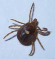 Lone star tick