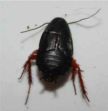 Dark wood cockroach