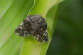 八點廣翅蠟蟬