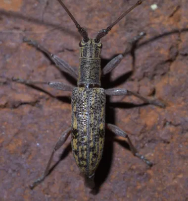 Dorcaschema alternatum