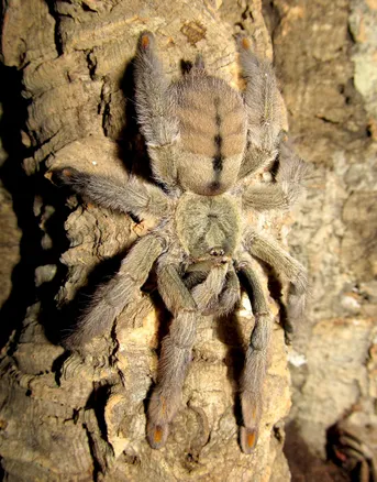 トリニダードシェブロンタランチュラ 蜘蛛 - 虫類