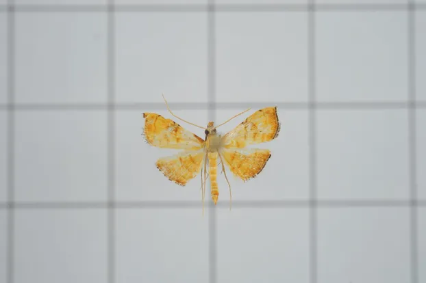 Mabra nigriscripta