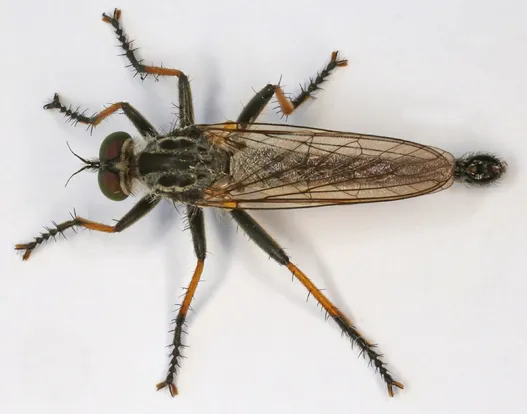 Neoitamus cyanurus