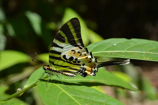 オナガタイマイ (Graphium antiphates) - Picture Insect