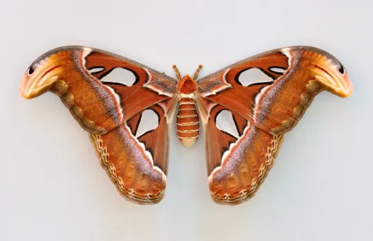 ヨナグニサン（与那国蚕） (Attacus atlas) - Picture Insect