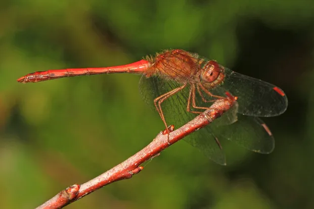 Autumn meadowhawk