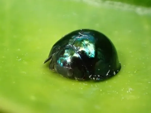 Steelblue ladybird