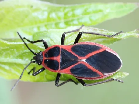 Tropidothorax cruciger (Tropidothorax cruciger) - Picture Insect