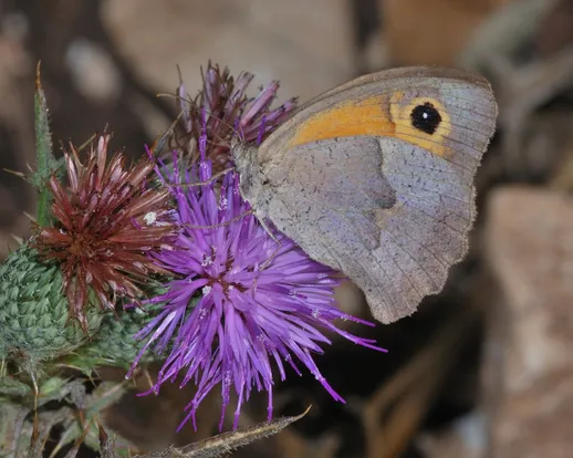 Aegean meadow brown