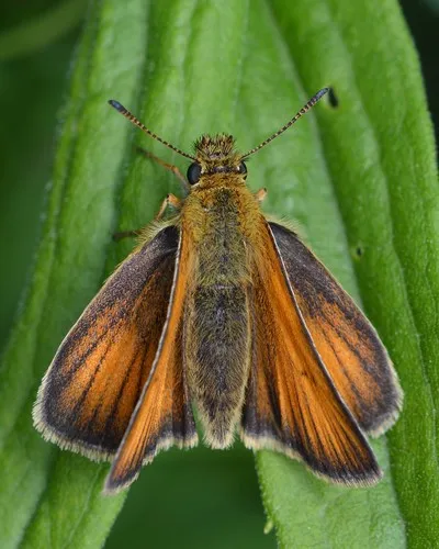 Essex skipper