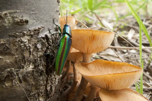 タマムシ (Chrysochroa fulgidissima) - Picture Insect