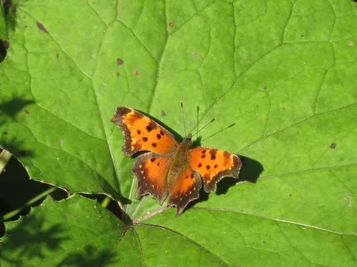 Polygonia progne